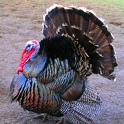 Turkey