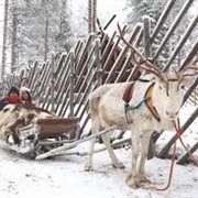 Reindeer Sleigh Ride