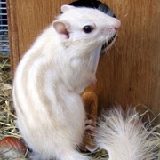 Chipmunk