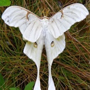 Moth