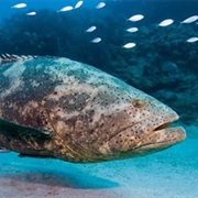 Grouper