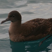 Petrel