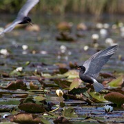 De Weerribben Wieden NP, Holland
