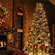 Sustainably Harvested or Reusable Christmas Tree