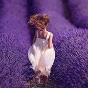 Provence Lavander Fields, France