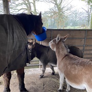 Minstead Christmas Service