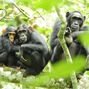 Kabul National Park, Uganda