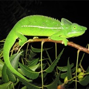 Belalanda Chameleon