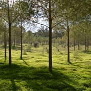 Alsos Forest
