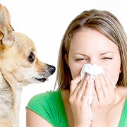 Your Ex-Husband Has Allergies to Dogs