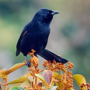 Colombian Mountain Grackle
