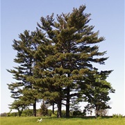Eastern White Pine (Pinus Strobus)