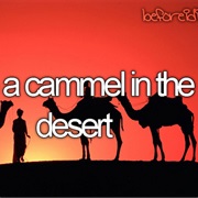 Ride a Cammel in the Desert