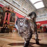 Hermitage Museum Cats, St. Petersburg, Russia