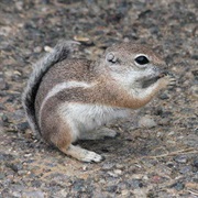 White-Tailed Antelope Squirrel