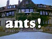 Ants!