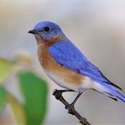 Eastern Blue Bird