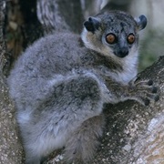 Andohahela Sportive Lemur