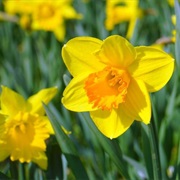 Plant Daffodils