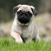 Pug