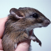 Kemp's Gerbil