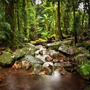 Goonengerry National Park (NSW)