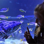 Exploris Aquarium