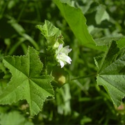 Cheeseweed (Malva Parviflora)