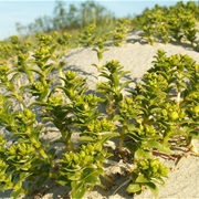 Sea Sandwort (Honckenya)