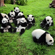 Chengdu Giant Panda Research Base, China