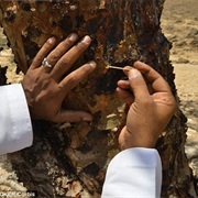 Claiming That Frankincense Is a Monster