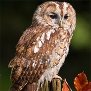 Tawny Owl