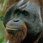 Bornean Orangutan