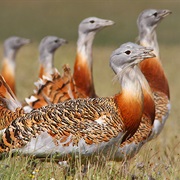 Llanos De Brozas, Spain
