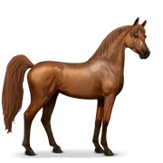 Arabian Horse - Chestnut