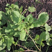 Devil's Thorn (Emex Spinosa)