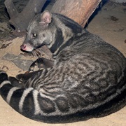 Malabar Large-Spotted Civet (Possibly Extinct)