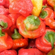 Rocotillo Pepper