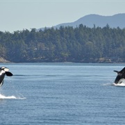 Take the Washington State Ferry to Orcas Island