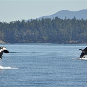 Take the Washington State Ferry to Orcas Island