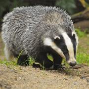 Badger