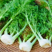 Florence Fennel