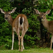 Black-Tailed Deer