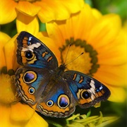 Buckeye Butterfly