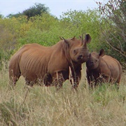 Ngulia Rhino Sanctuary, Kenya