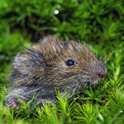 Field Vole