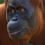 Sumatran Orangutan