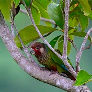 Azuero Parakeet