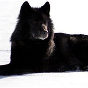 Mackenzie River Wolf