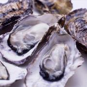 Hiroshima Oyster